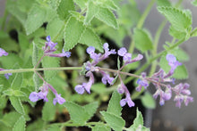 Load image into Gallery viewer, Nepeta - Junior Walker