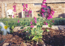 Load image into Gallery viewer, Penstemon pseudospectabilis - Snapdragon Penstemon