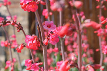 Load image into Gallery viewer, Penstemon wrightii x 1401 CROSS -Wright's Penstemon X 1401 CROSS