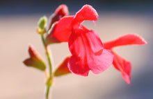 Load image into Gallery viewer, Salvia darcyi &#39;Pscarl&#39; - Mexican Sage Vermillion Bluffs
