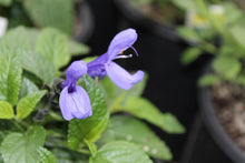 Load image into Gallery viewer, Salvia guaranitica - Black and Blue