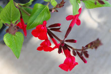 Load image into Gallery viewer, Salvia darcyi x microphylla - Windwalker Royal Red Sage
