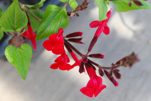Salvia darcyi x microphylla - Windwalker Royal Red Sage
