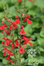 Load image into Gallery viewer, Salvia darcyi 'Pscarl' - Vermilion Bluffs® Mexican Sage
