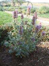 Load image into Gallery viewer, Salvia pachyphylla - Mojave Sage