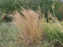Load image into Gallery viewer, Schizachyrium scoparium - Little Bluestem
