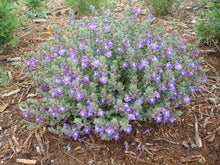 Load image into Gallery viewer, Scutellaria resinosa - Skullcap