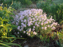 Load image into Gallery viewer, Aethionema schistosum - Fragrant Persian Rockress