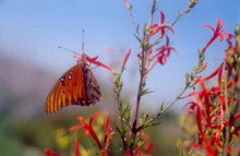 Load image into Gallery viewer, Anisacanthus quadrifidus v. wrightii