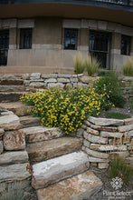 Load image into Gallery viewer, Berlandeira lyrata - Chocolate Flower