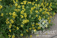 Load image into Gallery viewer, Berlandeira lyrata - Chocolate Flower