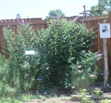 Load image into Gallery viewer, Buddleia davidii - Beary Lavender Butterfly Bush