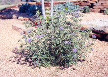 Load image into Gallery viewer, Caryopteris x clandonensis - Blue Mist Spirea 'Longwood Blue'