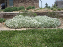 Load image into Gallery viewer, Cerastium tomentosum - Snow in Summer