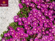 Load image into Gallery viewer, Delosperma cooperi - Hardy Purple Iceplant