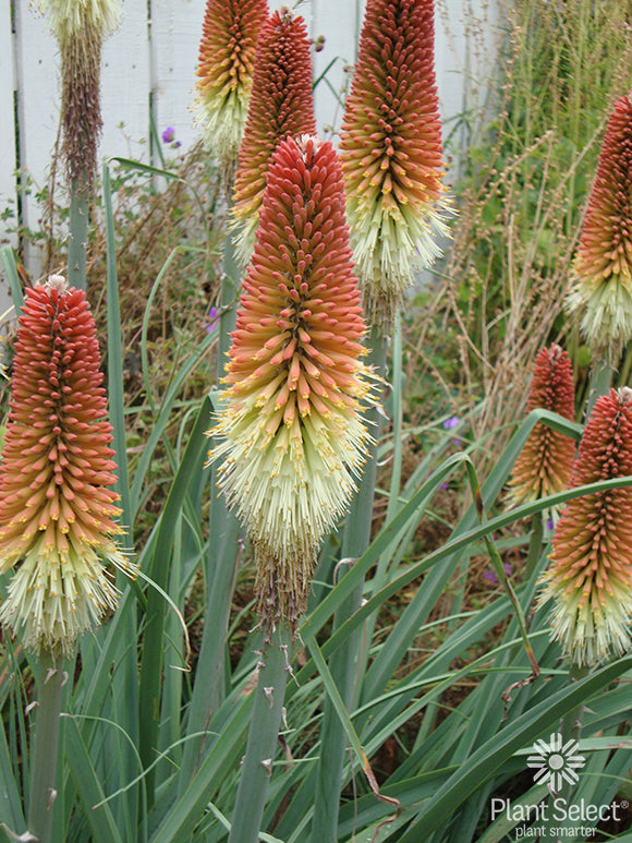 ANTIGONA リーフ　ツリー　ブローチ Kniphofia caulescens - Regal Torchlily – Canyon's Edge Plants