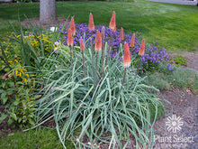Load image into Gallery viewer, Kniphofia caulescens - Regal Torchlily
