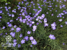 Load image into Gallery viewer, Linum perenne lewisii - Blue Flax