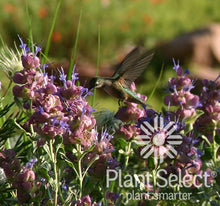 Load image into Gallery viewer, Salvia pachyphylla - Mojave Sage