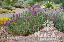 Load image into Gallery viewer, Salvia pachyphylla - Mojave Sage