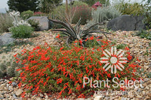 Load image into Gallery viewer, Zauschneria garrettii - Orange Carpet