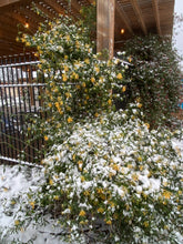 Load image into Gallery viewer, Lonicera sempervirens - John Clayton
