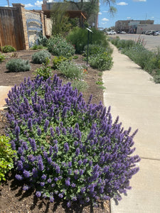 Nepeta - Purple Haze