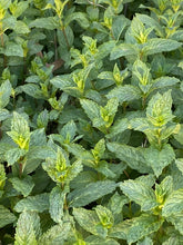 Load image into Gallery viewer, MINT Mentha x piperita - PEPPERMINT
