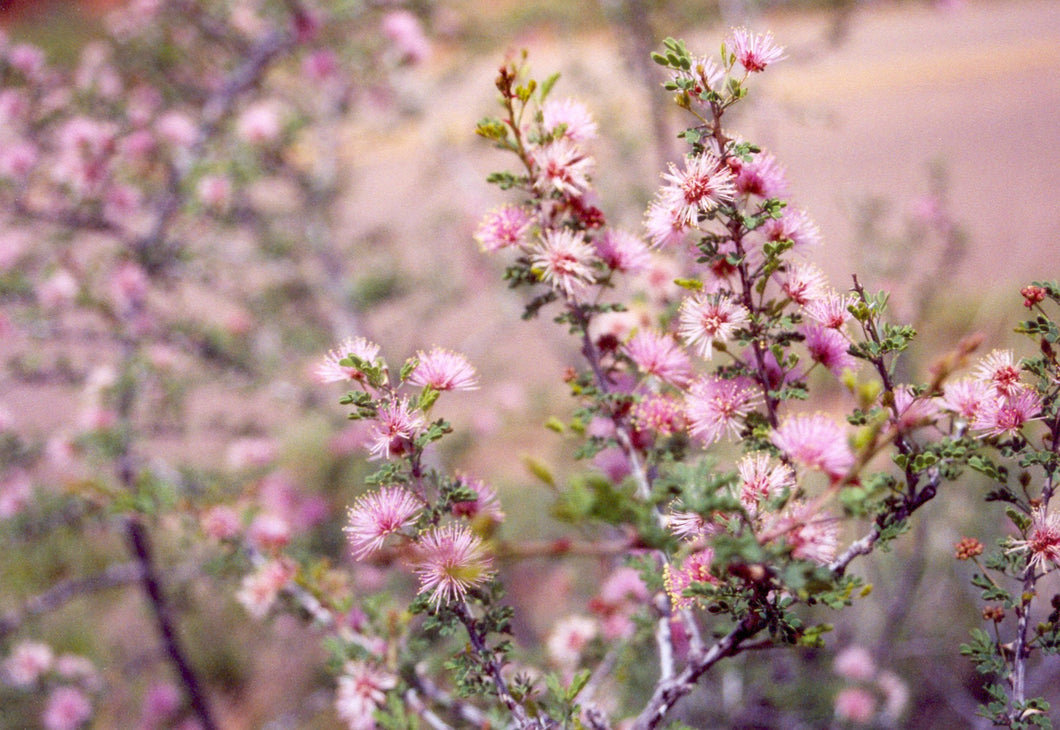 Acacia greggii v. greggii