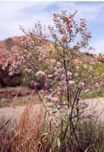 Acacia greggii v. greggii