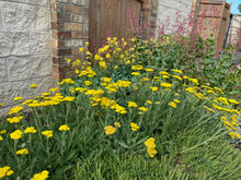 Load image into Gallery viewer, Achillea -  ‘LITTLE MOONSHINE’
