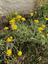 Load image into Gallery viewer, Achillea -  ‘LITTLE MOONSHINE’
