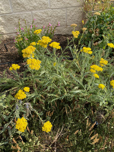 Achillea -  ‘LITTLE MOONSHINE’