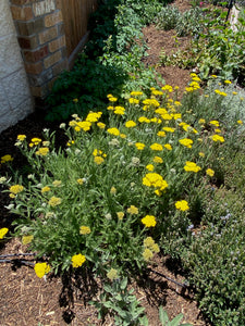 Achillea -  ‘LITTLE MOONSHINE’