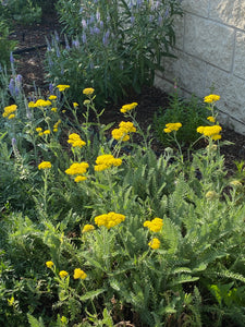 Achillea -  ‘LITTLE MOONSHINE’