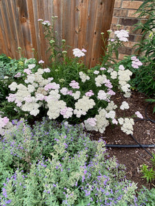 Achillea millefolium - SUMMER BERRIES YARROW MIX