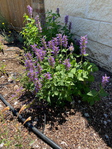 Agastache - BLUE BOA