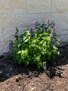 Agastache - BLUE BOA