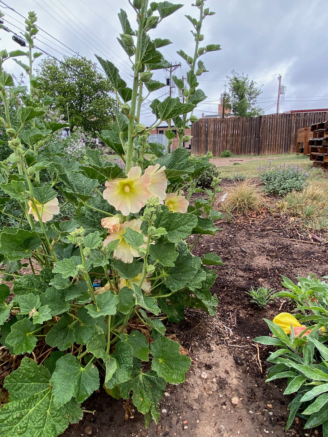 Alcea rosea - HOLLYHOCK- APRICOT HALO SERIES