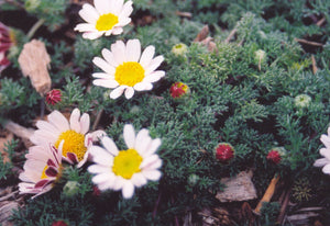 Anacyclus depressus - MAT DAISY SPRING CARPETE