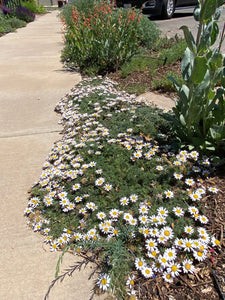 Anacyclus depressus - MAT DAISY SPRING CARPETE