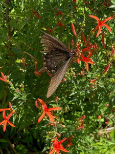 Anisacanthus quadrifidus v. wrightii