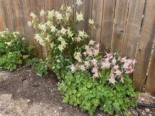 Load image into Gallery viewer, Aquilegia caerulea - COLUMBINE: McKana Giant Mixed
