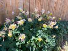 Load image into Gallery viewer, Aquilegia caerulea - COLUMBINE: McKana Giant Mixed
