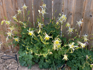 Aquilegia caerulea - COLUMBINE: McKana Giant Mixed