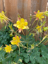 Load image into Gallery viewer, Aquilegia caerulea - COLUMBINE: McKana Giant Mixed
