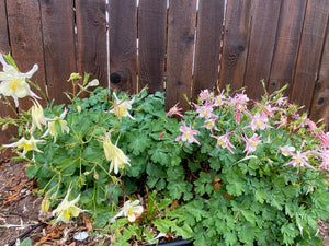 Aquilegia caerulea - COLUMBINE: McKana Giant Mixed