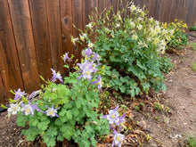 Load image into Gallery viewer, Aquilegia caerulea - COLUMBINE: McKana Giant Mixed
