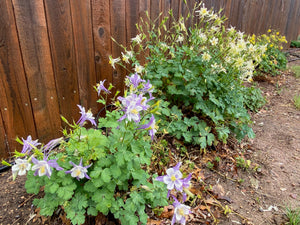 Aquilegia caerulea - COLUMBINE: McKana Giant Mixed