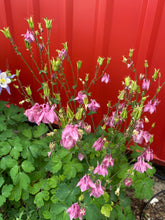 Load image into Gallery viewer, Aquilegia caerulea - COLUMBINE: McKana Giant Mixed
